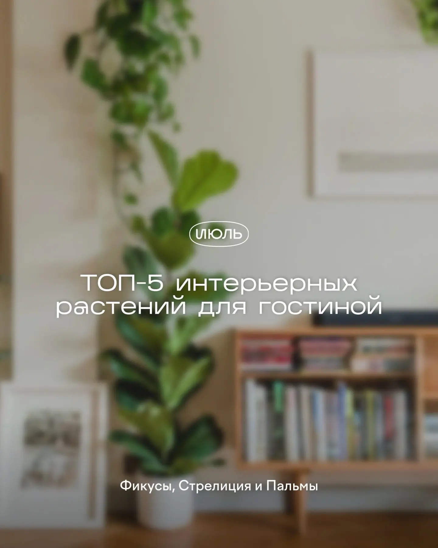 Изображение 1 к публикации «ЯжеЦветочница | Растения и сад цветы лайфхаки огород подкормки рассада спатик декабрист фикус замик орхидея герань»