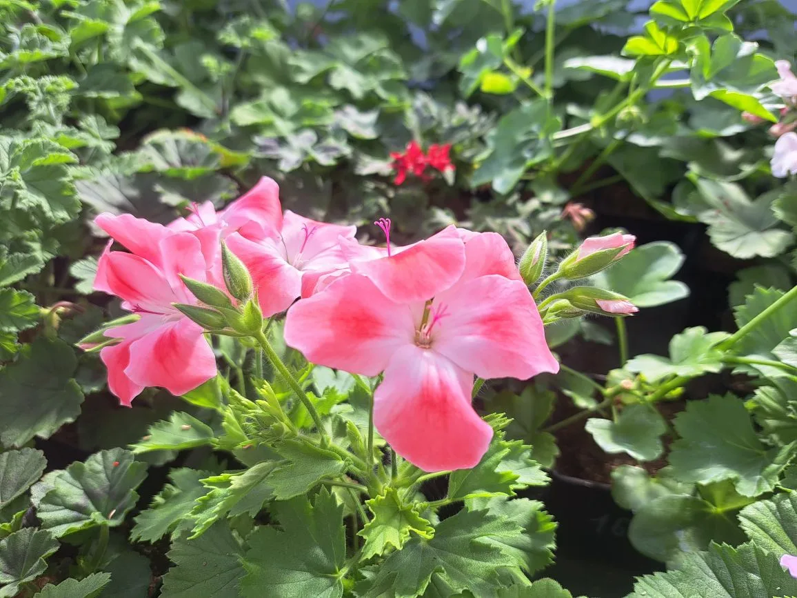 Всем здравствуйте! Весна идёт- весне дорогу! 🌱🌞🌷 Рады сообщить, что мы завершили массовое укоренение
