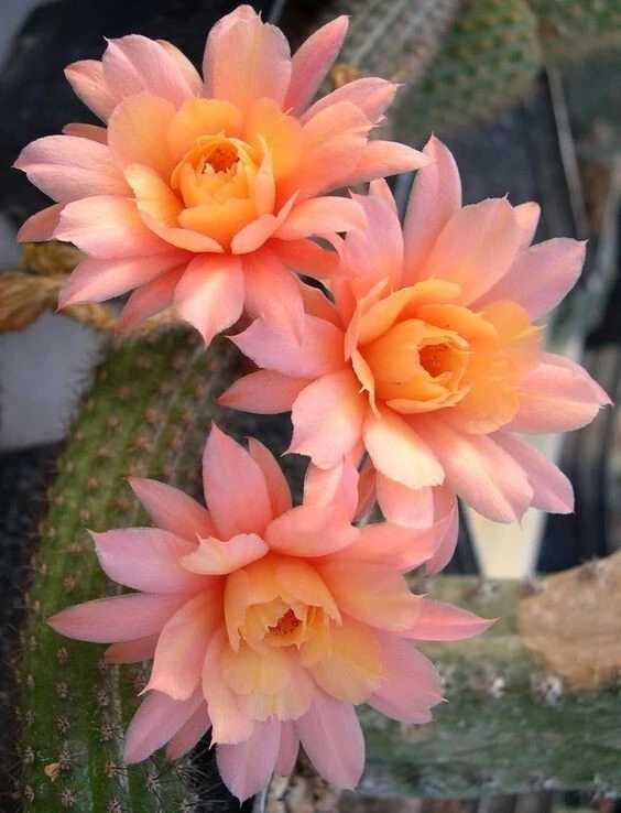 Вдохновение 🌵