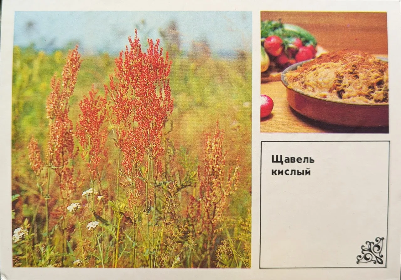 Запеканка из Щавеля кислого  В 70х-80х годах советского периода бОльшая часть населения страны продо