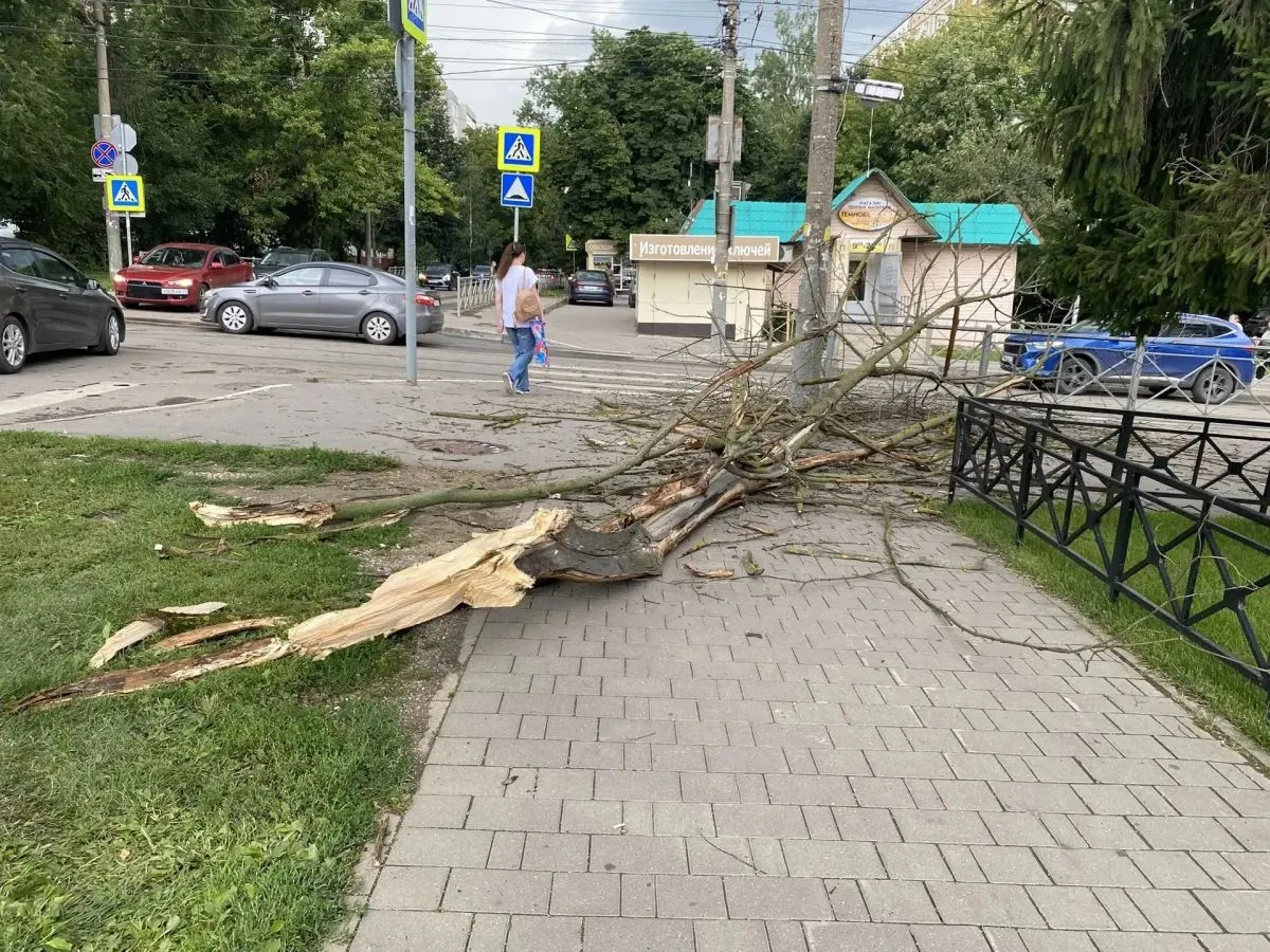 В администрации Тулы прокомментировали массовое падение деревьев после сильного ветра и дождя
https:
