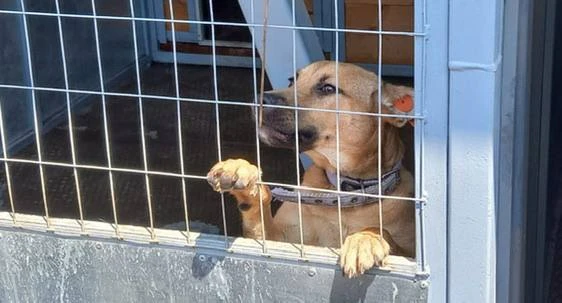 🐕 В Краснодаре с 5 по 30 октября будут отлавливать безнадзорных животных