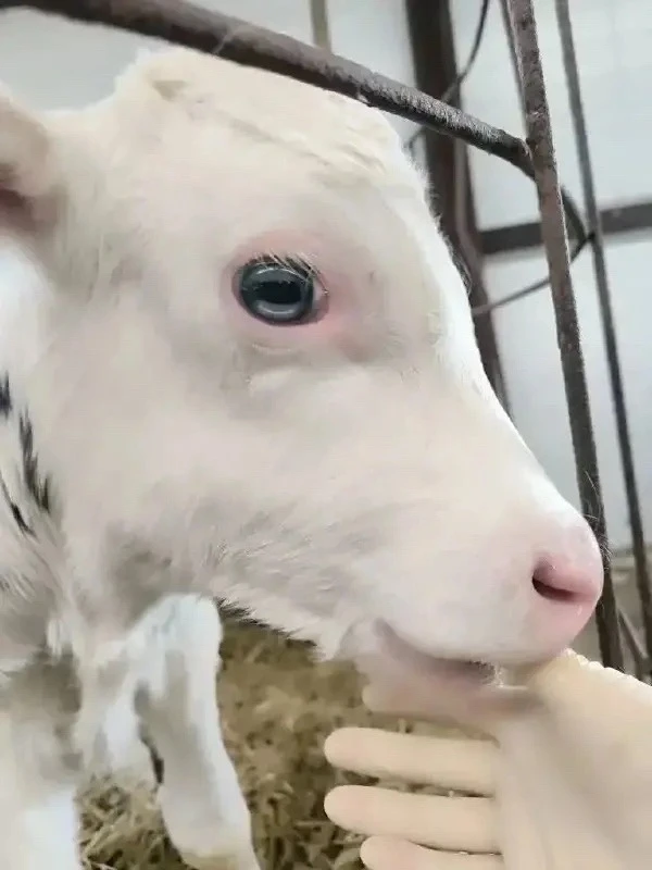 🐮Белоснежный и голубоглазый телёнок родился в Вологодском округе.