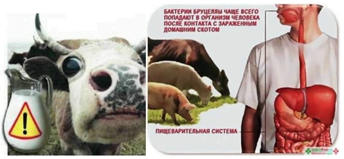 БРУЦЕЛЛЁЗ⚠ — хроническая инфекционная болезнь животных и человека, вызываемая бактериям...
