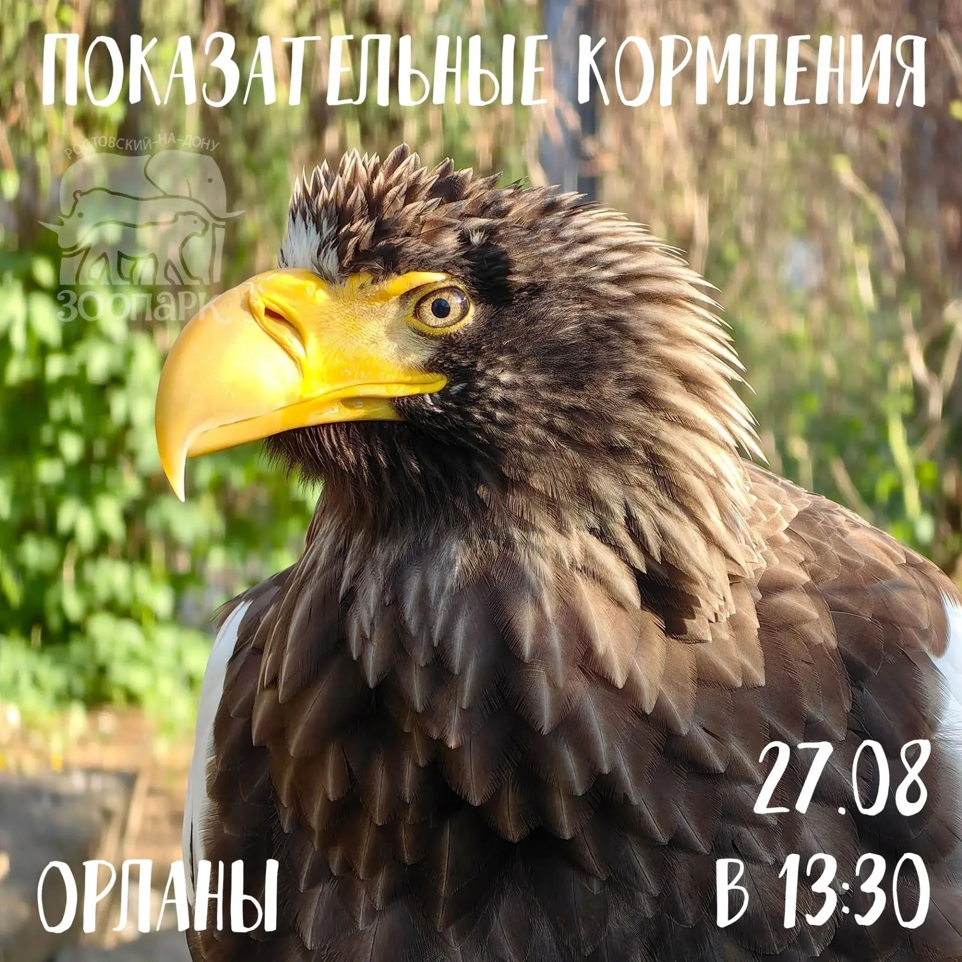 🦅 Пернатые хищники обладают хорошим зрением, большими когтями и клювом, приспособленны...