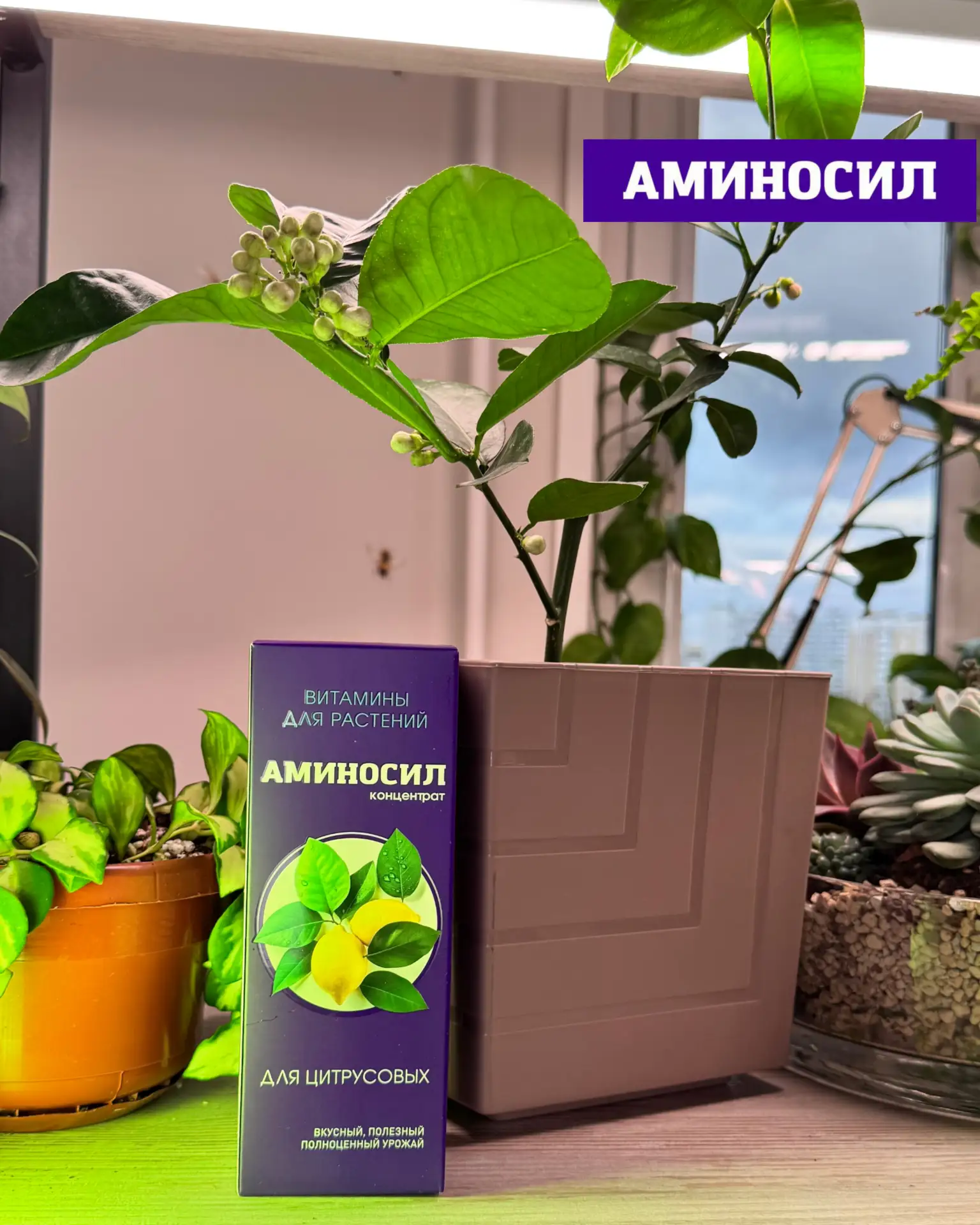 🍋 КОМНАТНЫЕ ЦИТРУСОВЫЕ: КАК НЕ УПУСТИТЬ ГЛАВНЫЙ ПЕРИОД РОСТА  Лето — ключевой этап для цитрусовых 🌿 