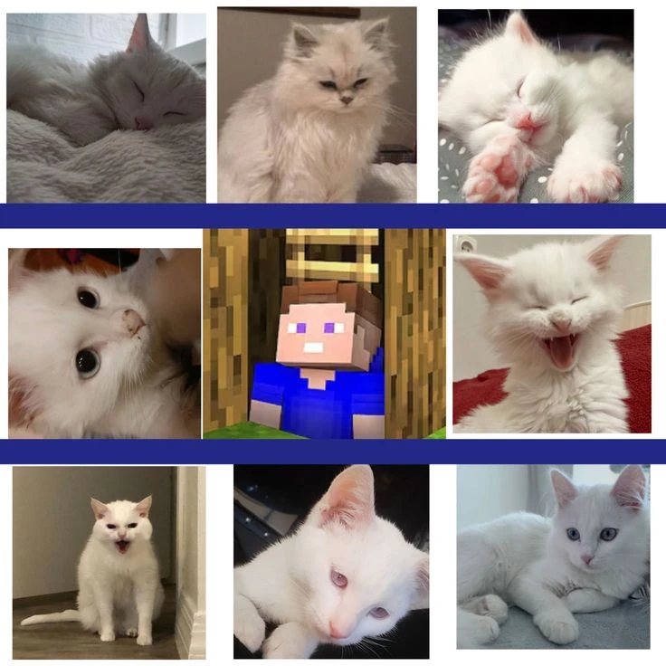 найдите главного котика