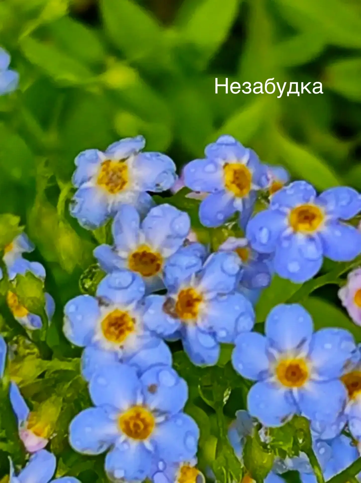 Первый день лета - и опять дожди 🌧️🍄