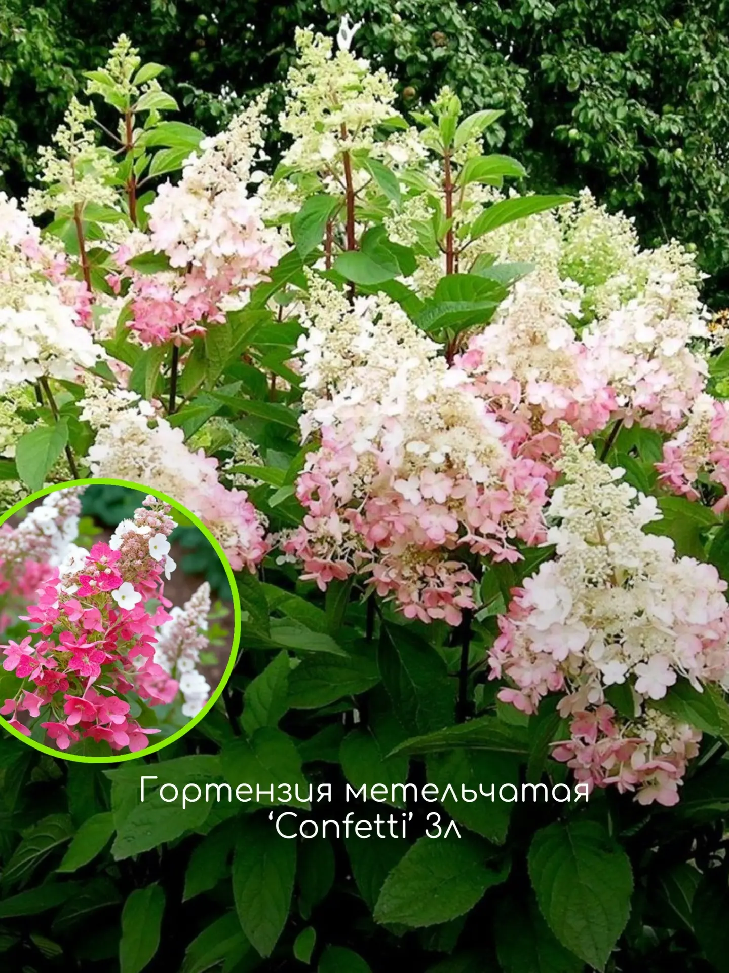 Гортензии в наличии в РОСТОВСАД ⠀ Потеплело, земля прогрелась и сажать можно! У нас в наличии самые 
