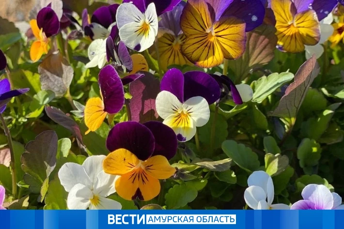 До +23 °С днём: синоптики рассказали о погоде в Приамурье на 13 июня

В субботу ожидается переменная