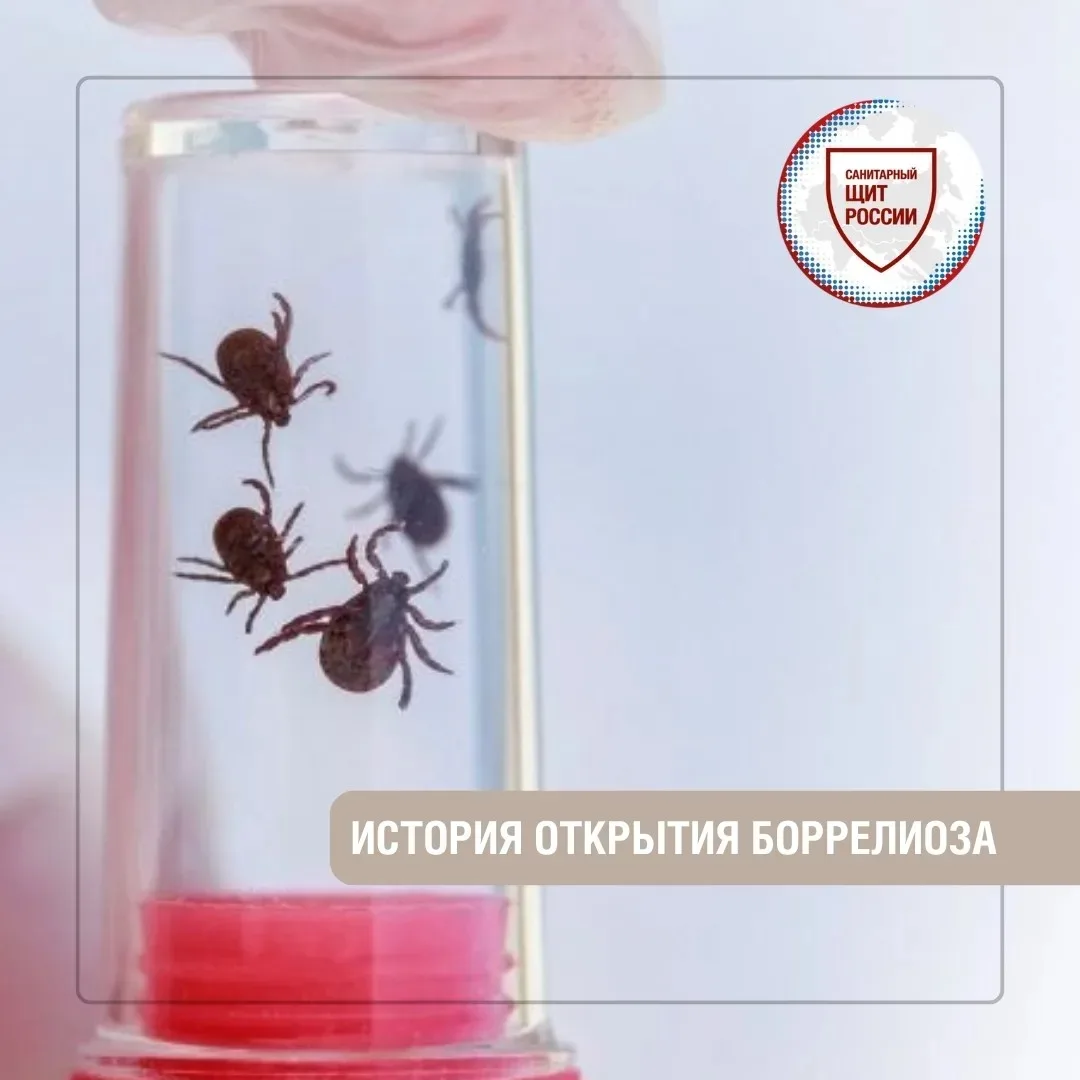 Сегодня боррелиоз (или болезнь Лайма) известен как одна из самых распространенных инфек...
