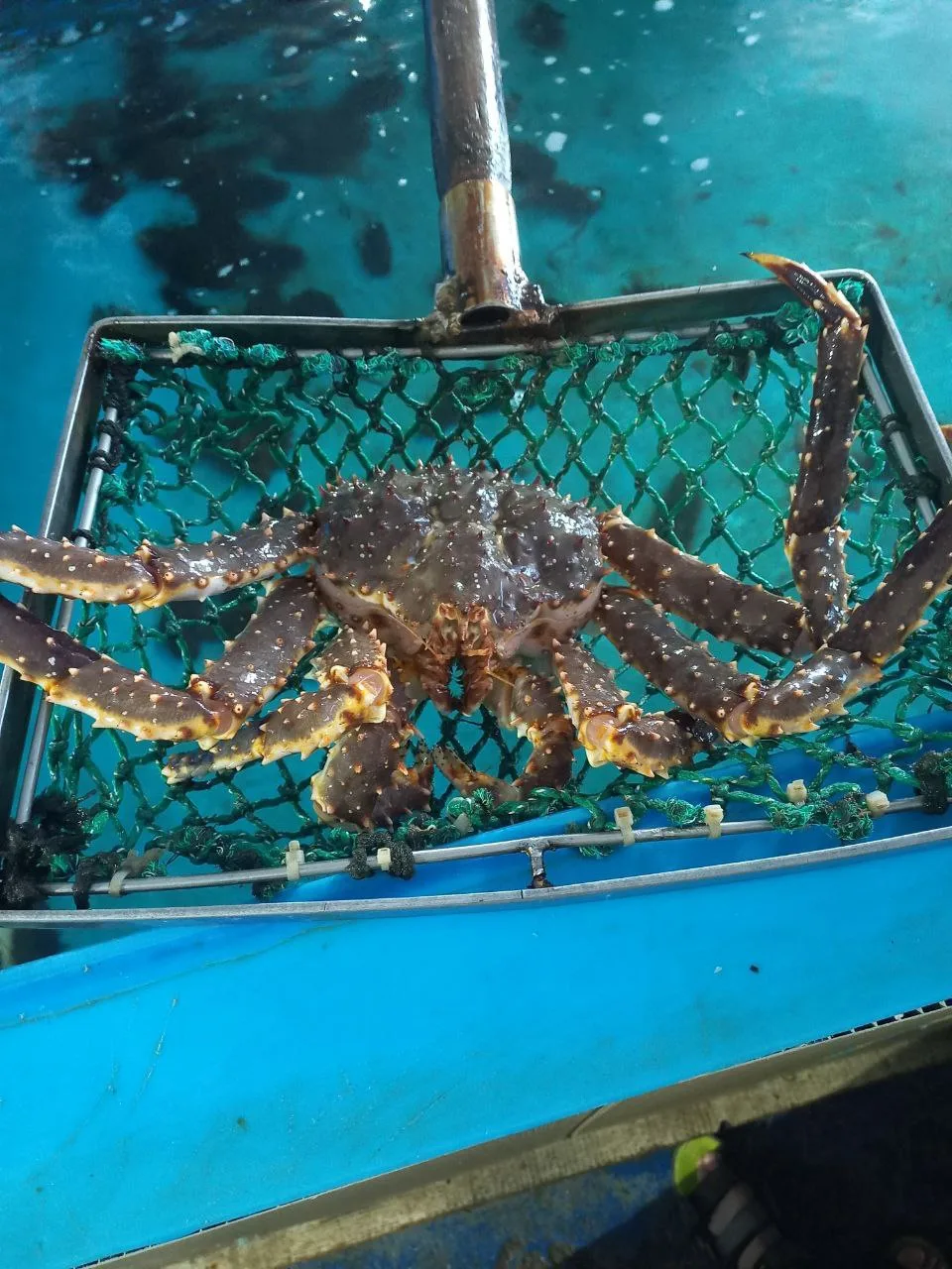 Немного закулисья с нашей экскурсии на мореферму во Владивостоке 🦀 смотрим, слушаем, д...