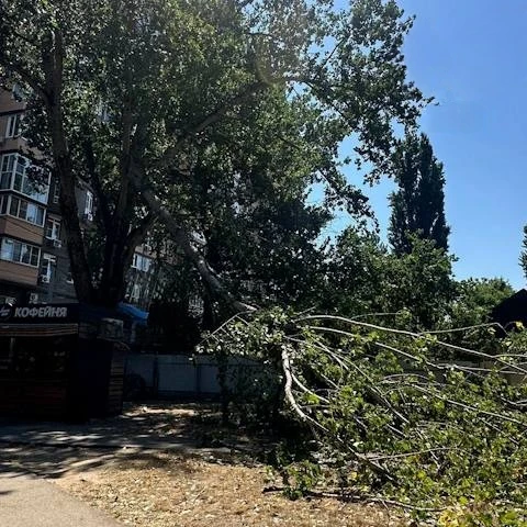 Дерево упало на человека в парке Старая Кубань во время сильного ветра. Очевидцы вызвал...