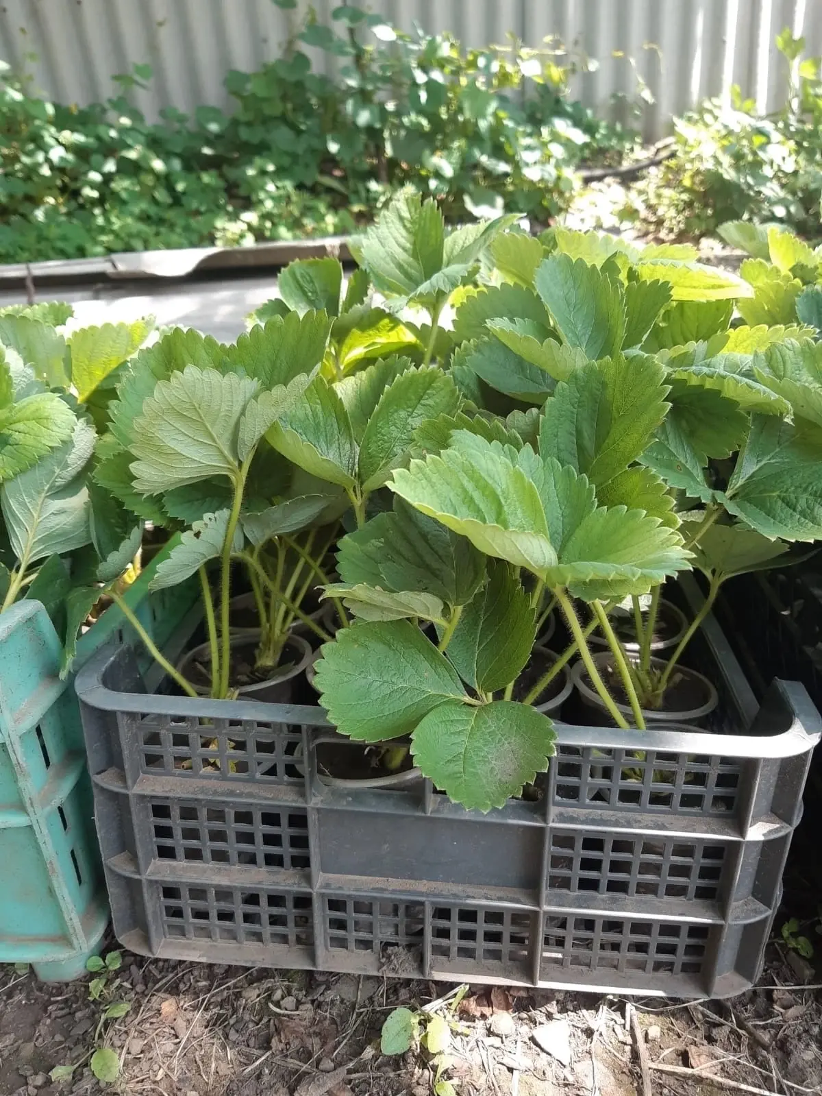 Продам саженцы клубники! Сорт Альба, Азия. Цена 50₽/куст. Горловка, ЦГР. +79493621067 Анна