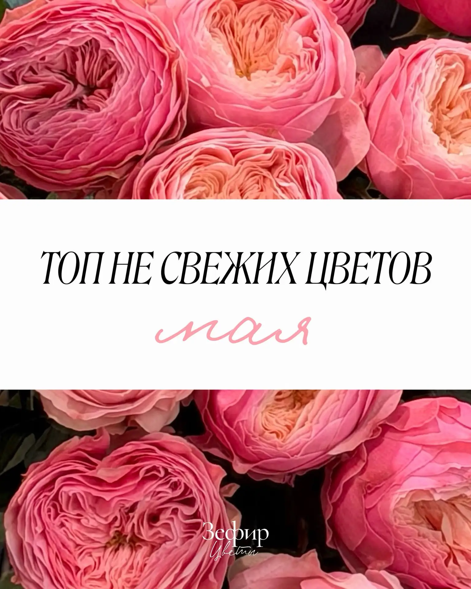 Топ цветов мая, которые сначала могут вызывать вопросы❓

Некоторые приезжают закрытыми, растрёпанным