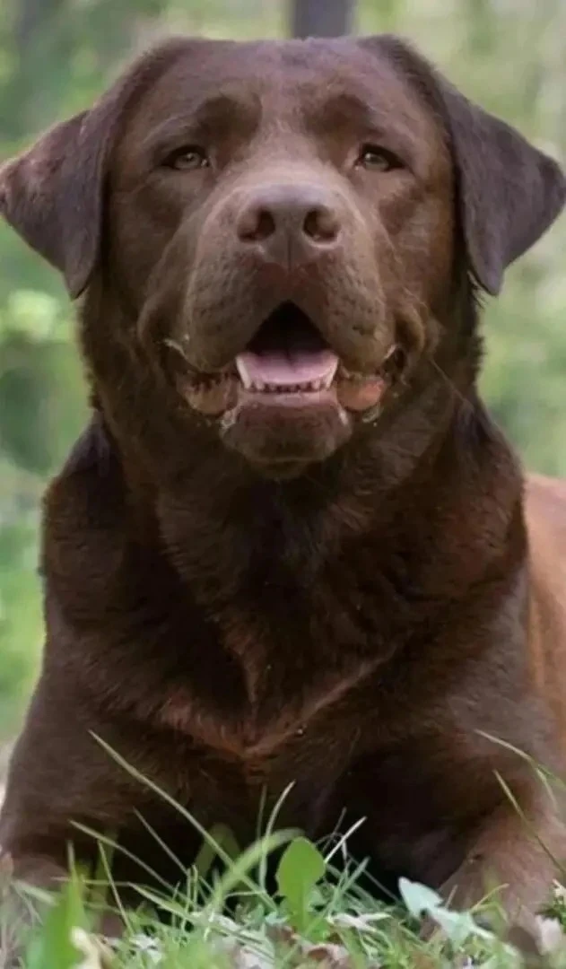 ПРОПАЛА СОБАКА!!🐕‍🦺 

Друзья, поможем детям вернуть любимого питомца!

Ищут пропавшего лабрадора -