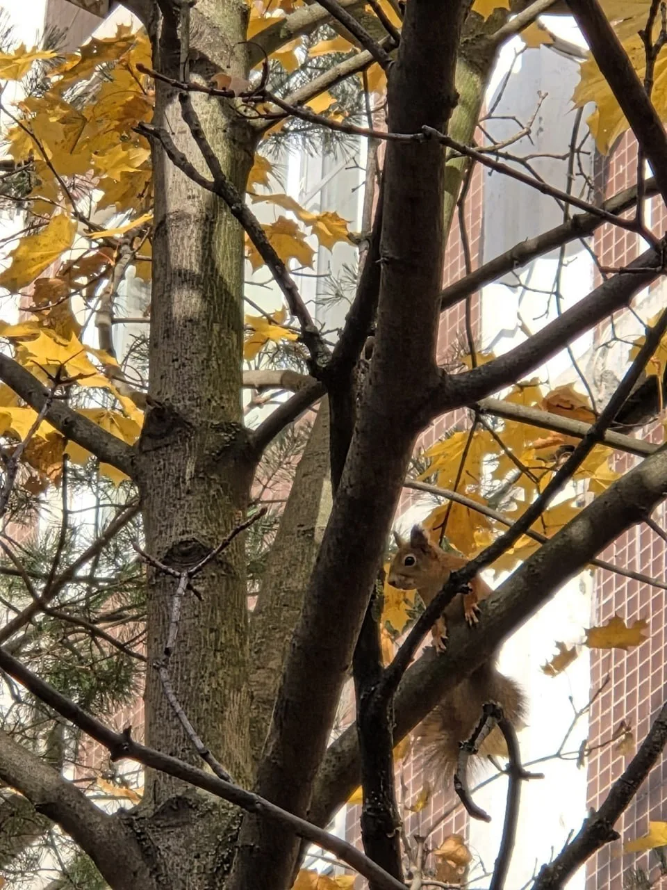 🐿Утро на Митинской улице