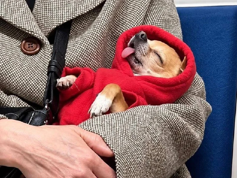 🥰 Самый милый москвич замечен спящим в метро