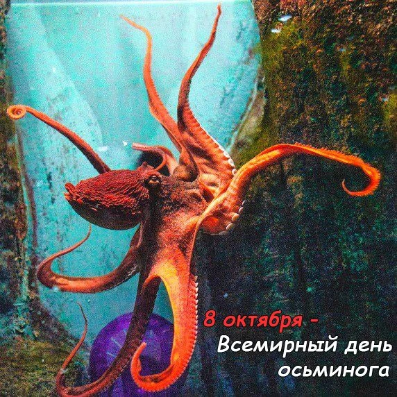 🐙Каждый год 8 октября празднуется Всемирный день осьминога.