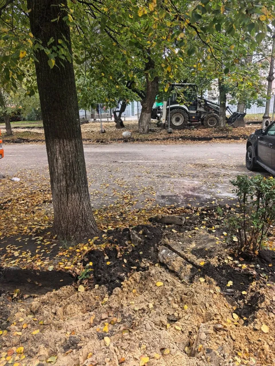 Жители Воронежа обеспокоены состоянием деревьев на улице Карла Маркса. Горожане отмечаю...