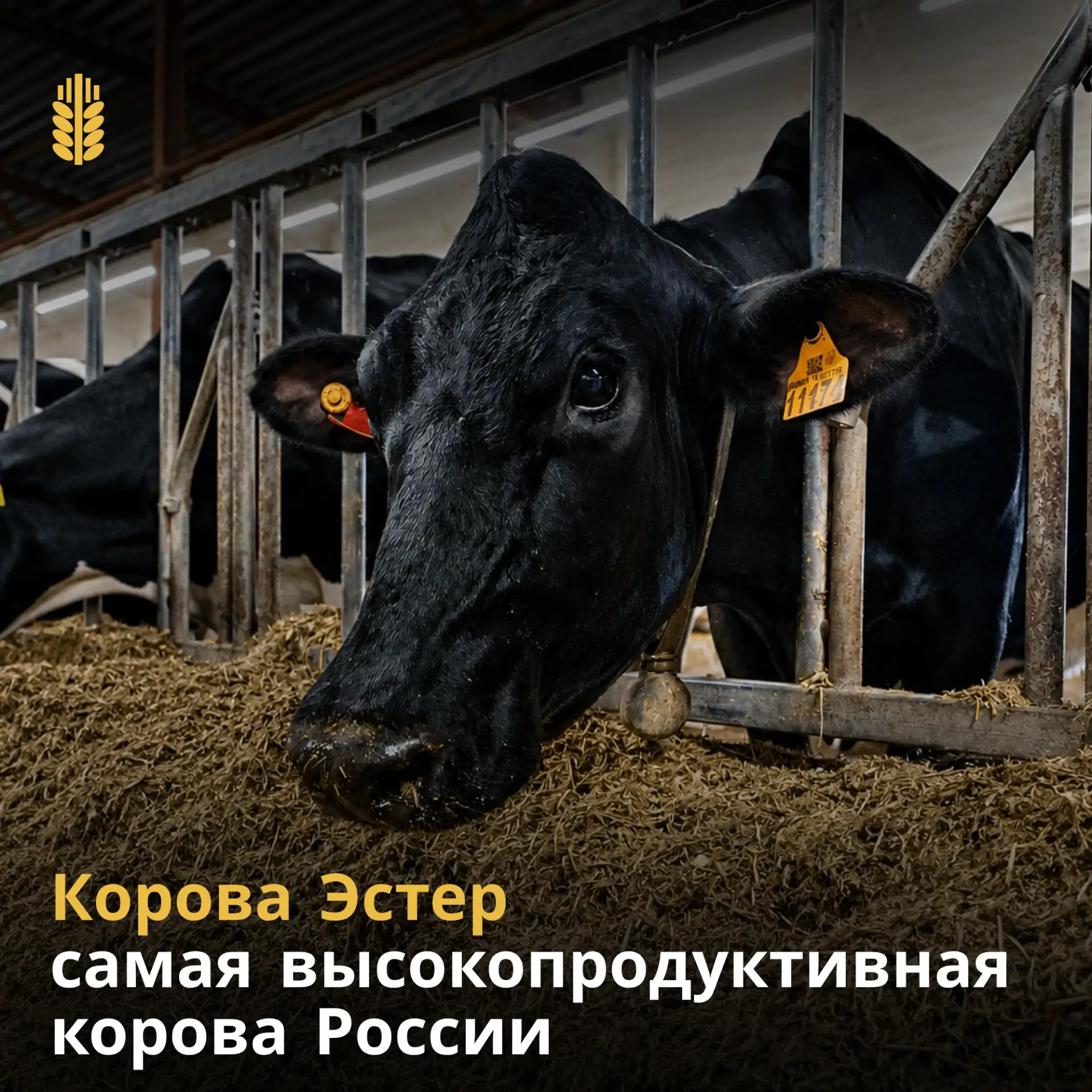 Корова из Татарстана стала самой высокопродуктивной голштинской коровой России

По итогам 2025 года 