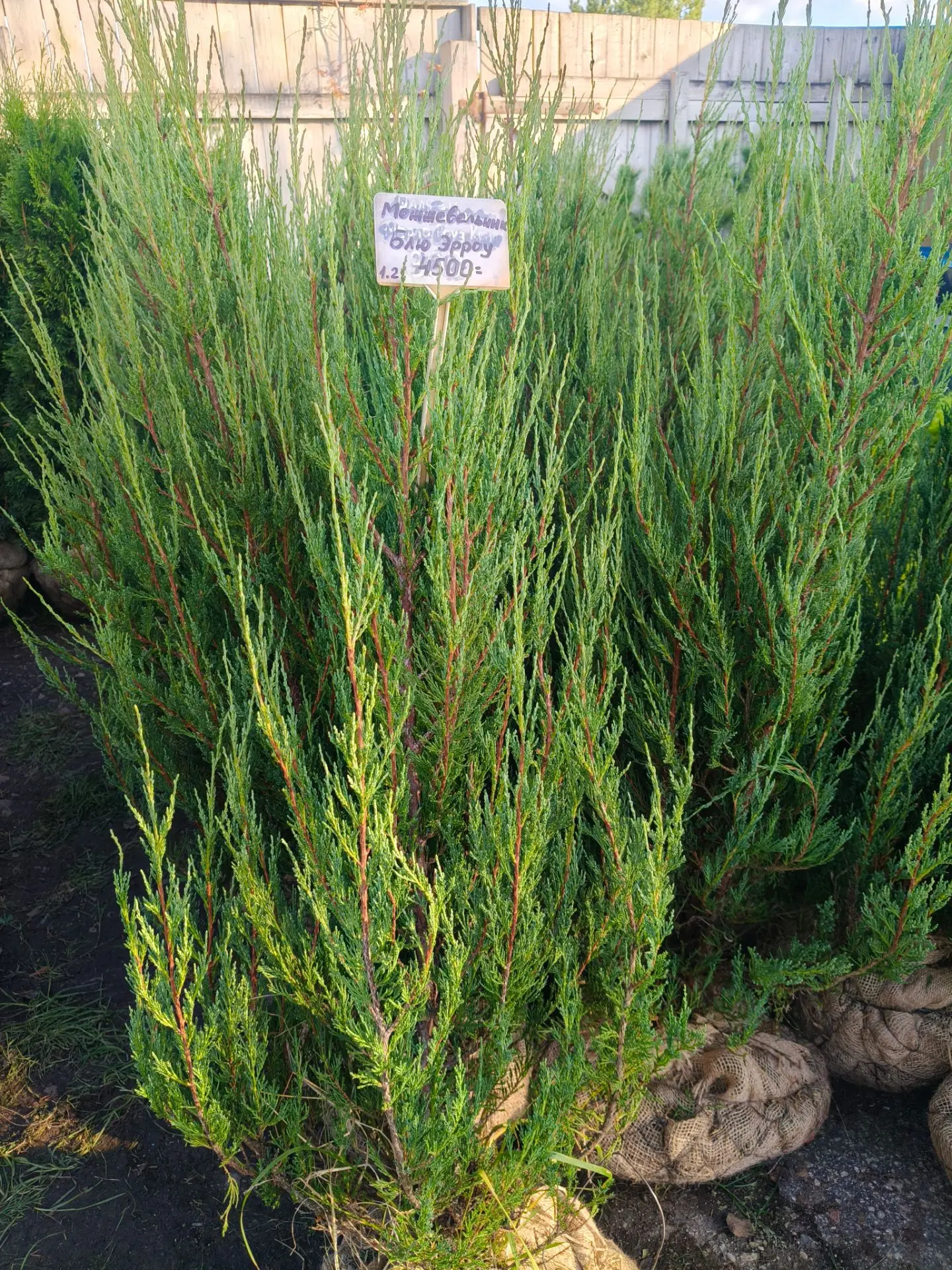 Доброе утро субботнее🌿🌿🌿
