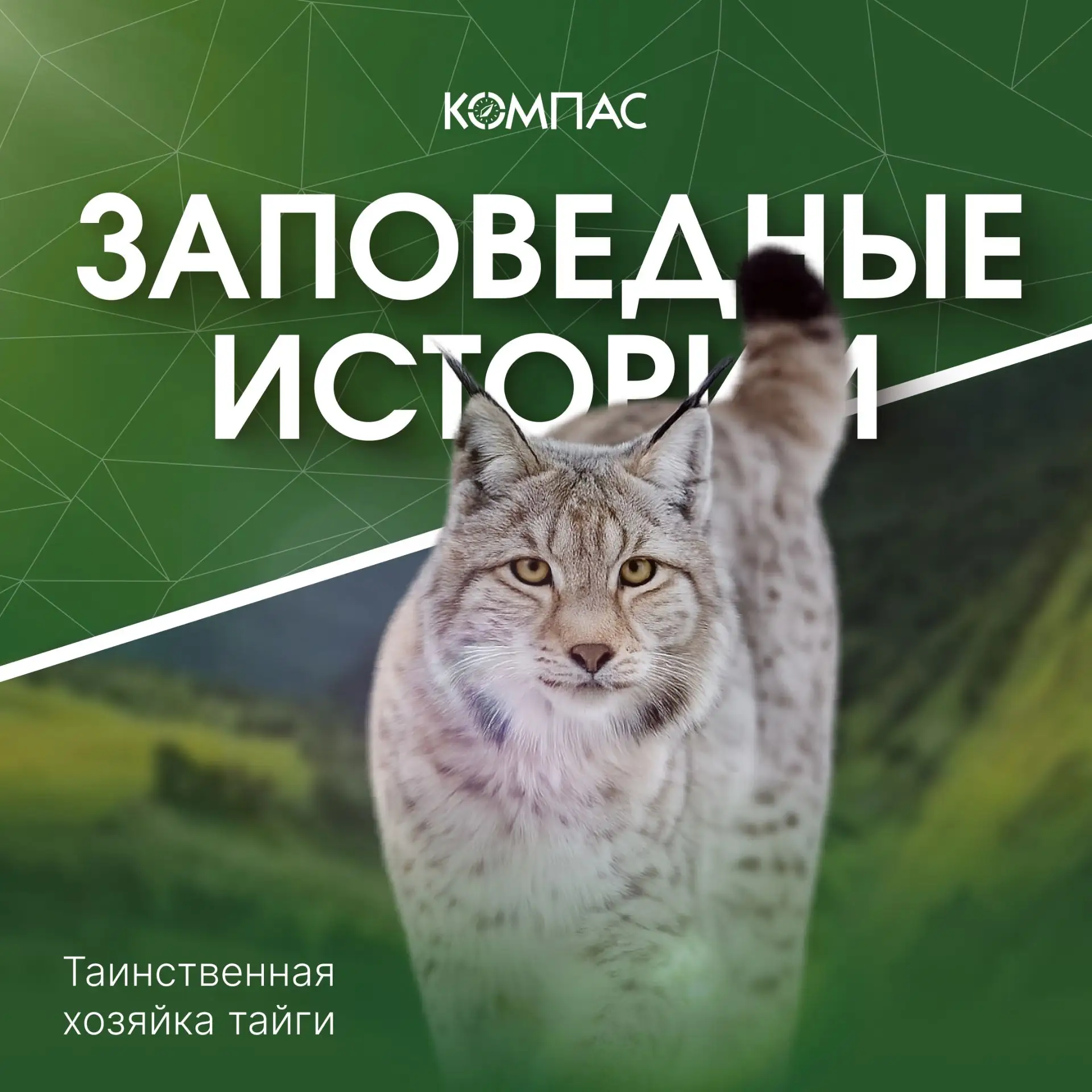 🐾 Заповедные истории | Восточносибирская рысь