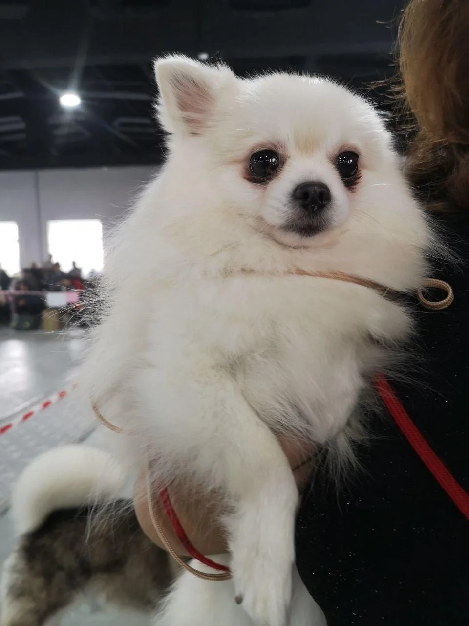 🐕 Хвостатый десант 

Совсем скоро город превратится в эпицентр «гав-тусовки». На выставке собак гор