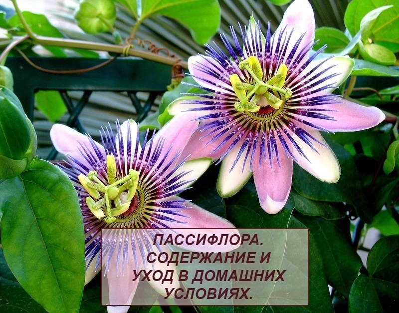 🌱ПАССИФЛОРА. УХОД ДОМА.
Пассифлора любит свет, ставьте у юго-восточного или юго-западного окна, изб
