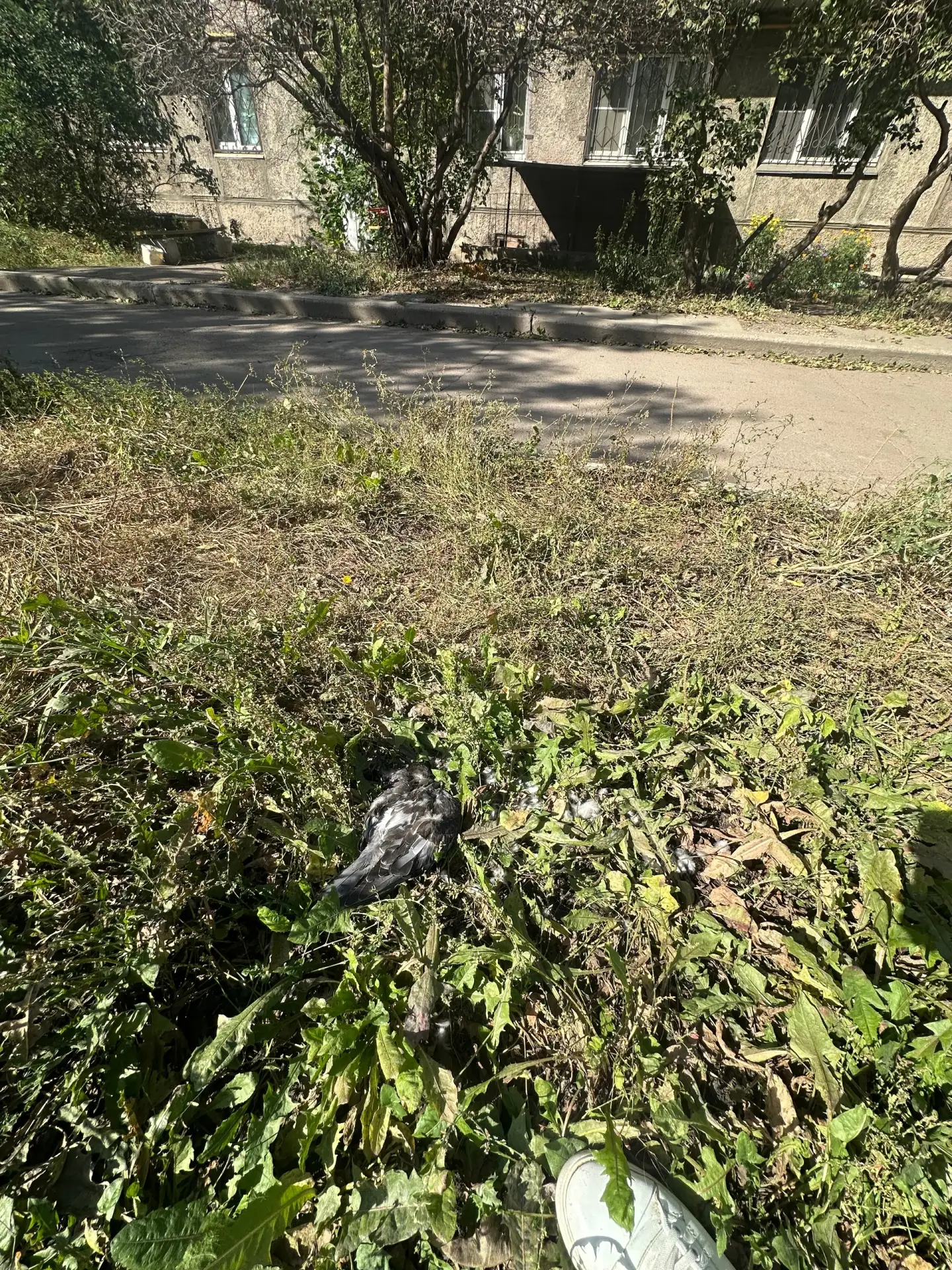 12 участок п.Железнодорожников, просьба срочно‼️