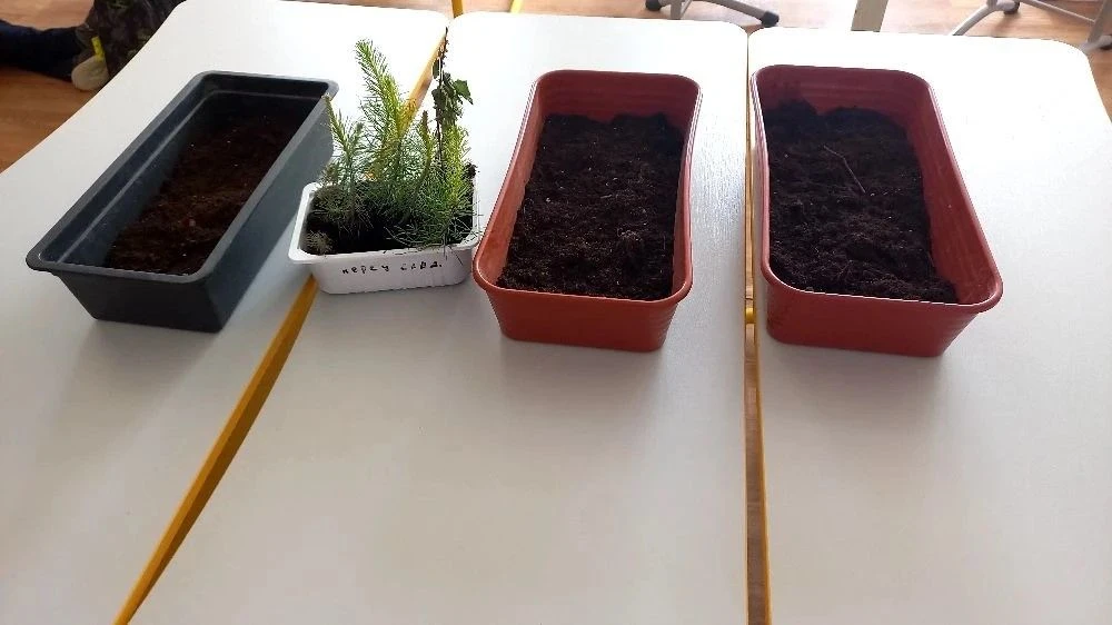 🌱 «ЮнЛесКам»: новая жизнь для молодых саженцев