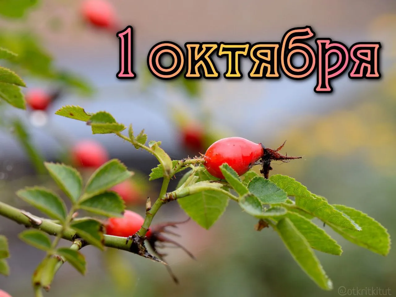 Праздники 1 октября 🍁 🎁 Международный день пожилых людей, день добра и уважения… — публикация канала «Какой завтра праздник? Открытки поздравления гифки»