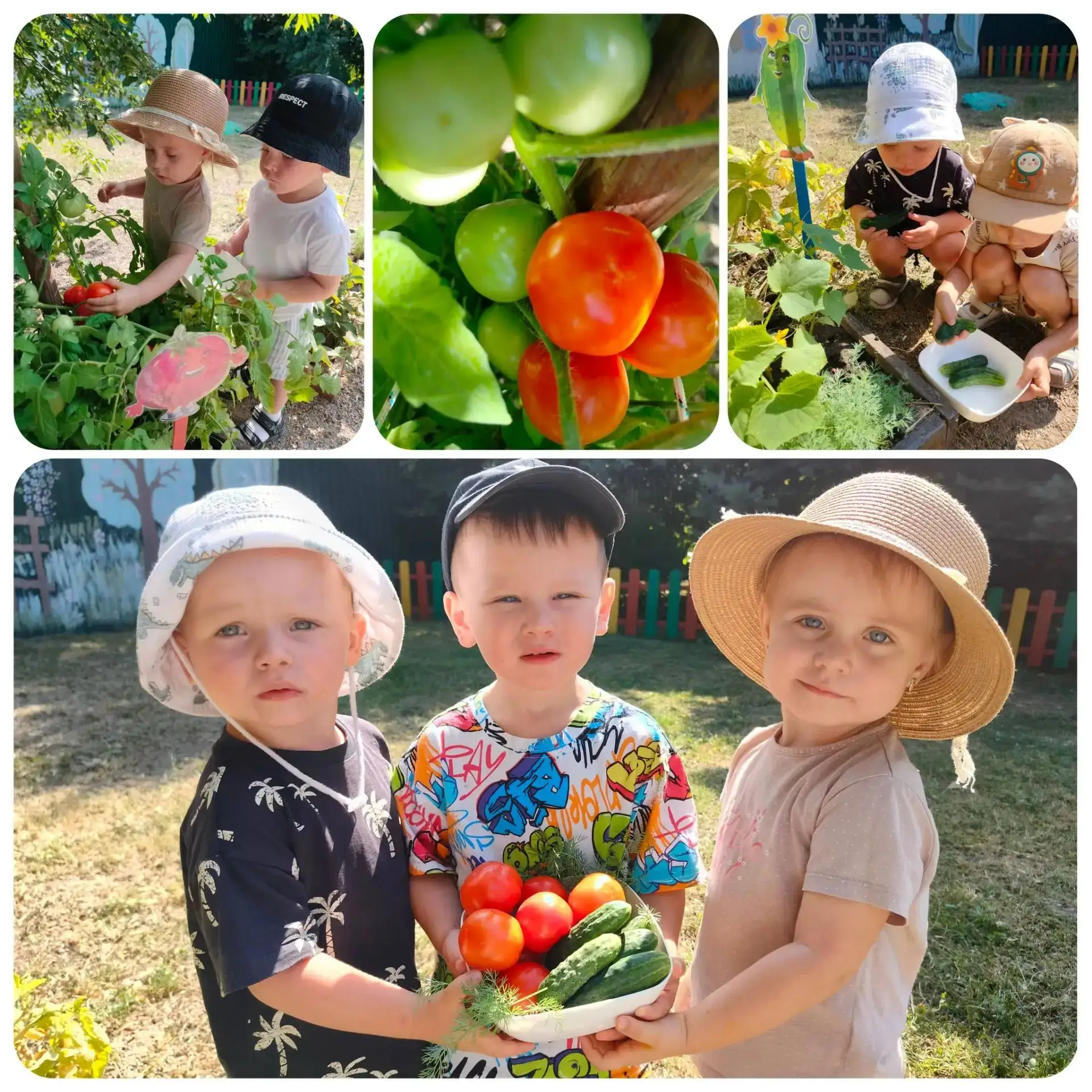 🍅🥒🌿 Ура, урожай! 🥒🍅🌿

Наши малыши из первой младшей группы «Акварельки» стали настоящими огоро