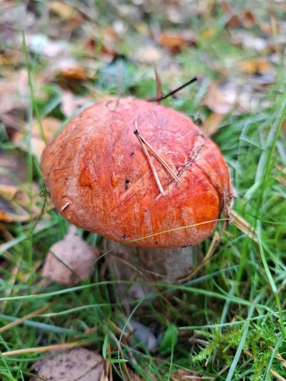 🍄‍🟫 Грибной урожай от жителей