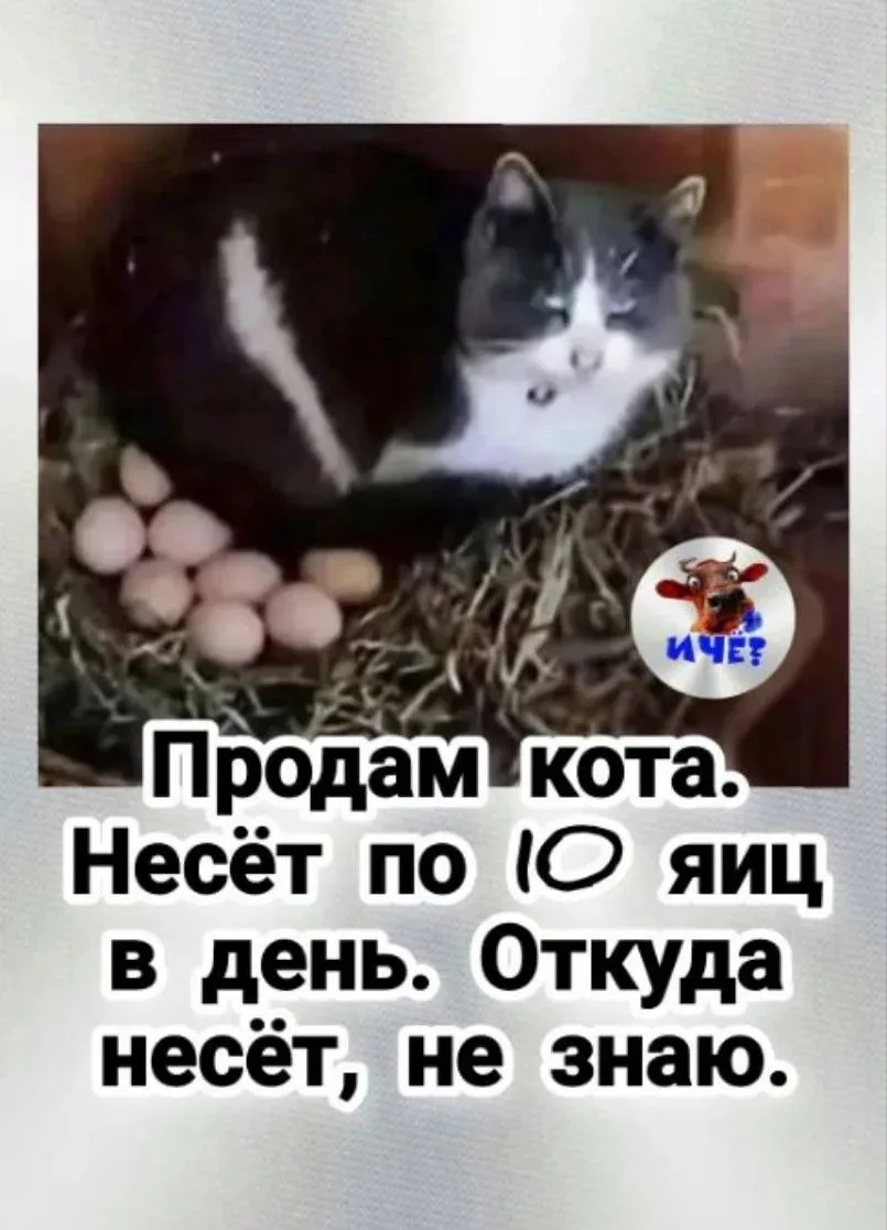 Кот бесценен. Продам только самому щедрому!😀