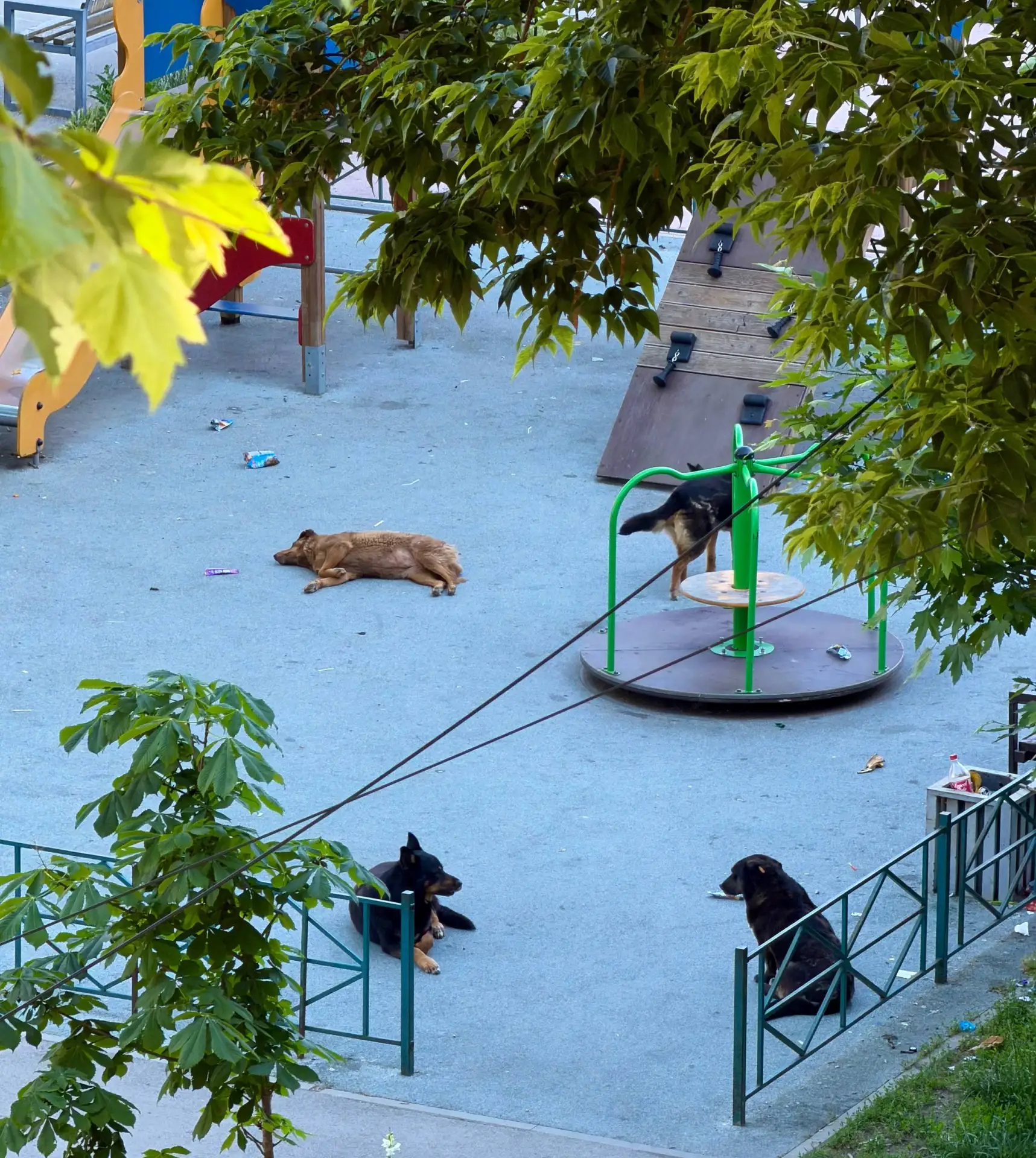 🐶 Детская площадка в Керчи превращается в территорию для собак

Проблема с безнадзорными собаками н