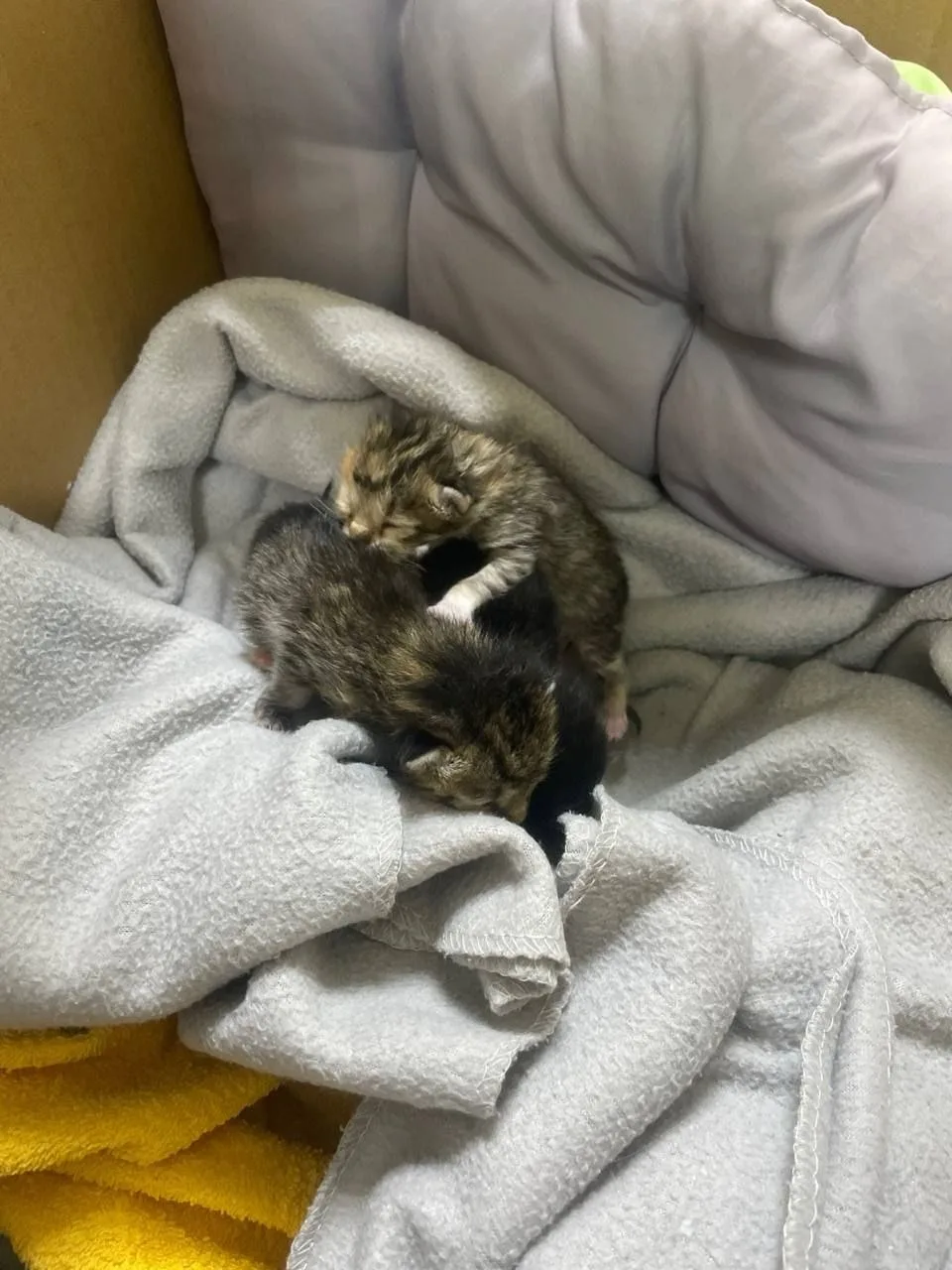 ‼️ Друзья, срочно нужна кормящая кошка ‼️трех  крох принесли в Котяус, но нам больше некуда взять их