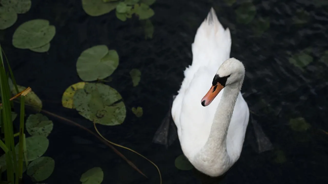 🦢 Лебеди останутся на прудах московских парков до заморозков.