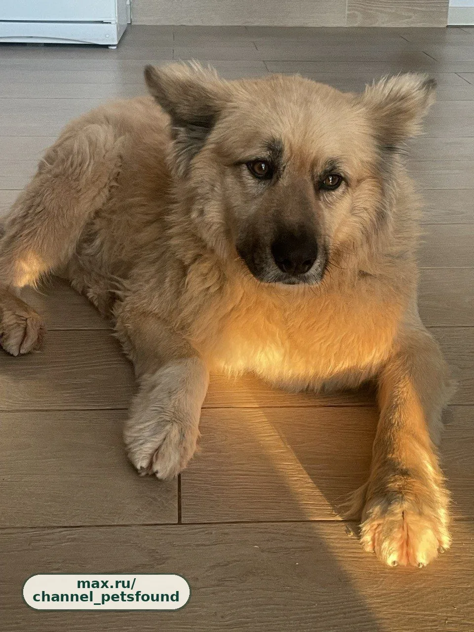 🐾 Пропал питомец — Ступино