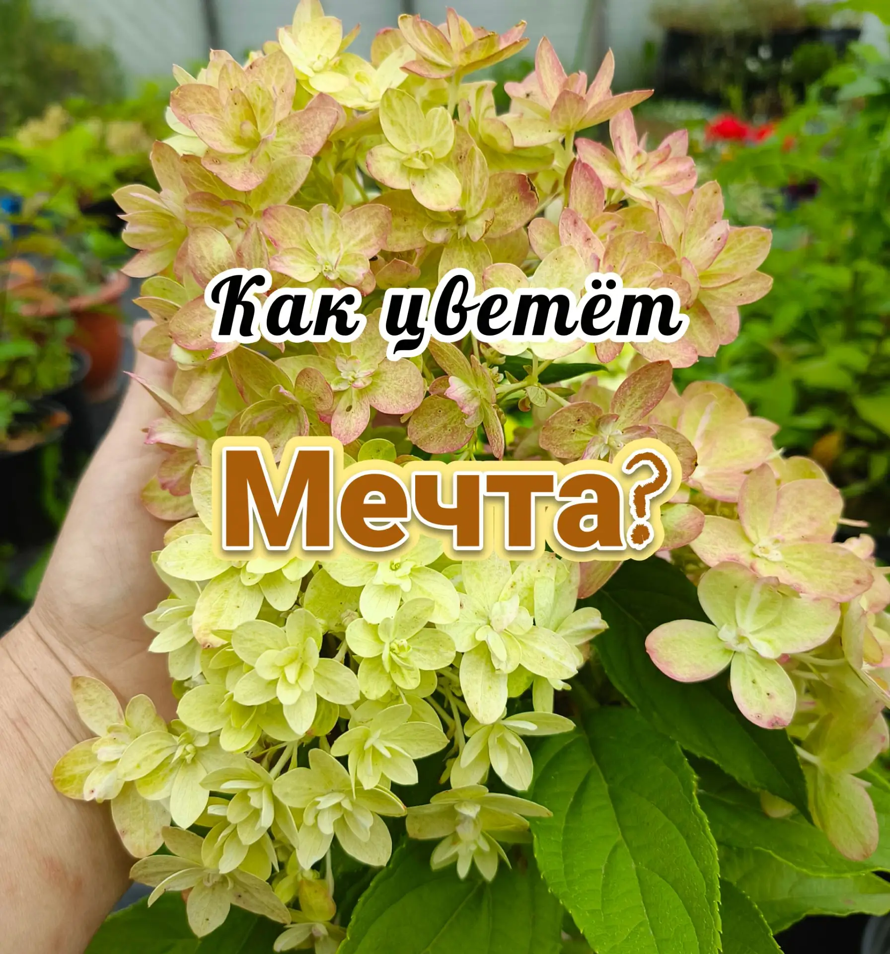 Вот она, “Мечта Лесково”: смотрите, как цветёт эта новинка.
