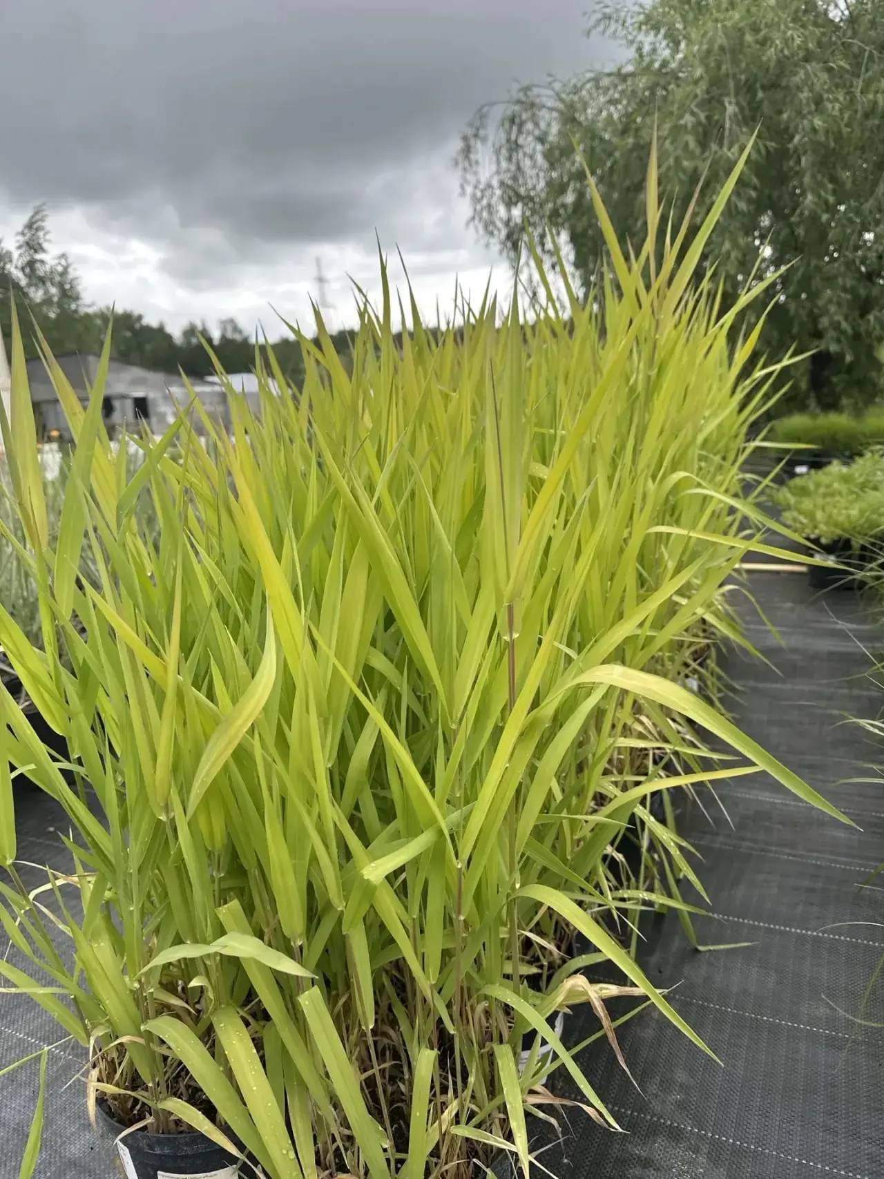 ☀️🌱Золотая новинка для вашего сада — бор развесистый 'Aureum'!