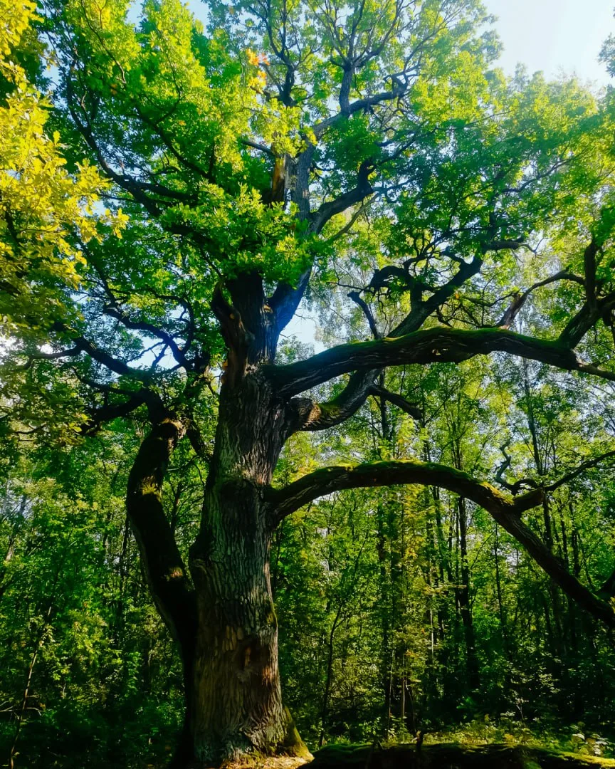 🌳 Более 300 лет этот дуб растёт на берегу Финского залива, а теперь представляет Петербург в конкур