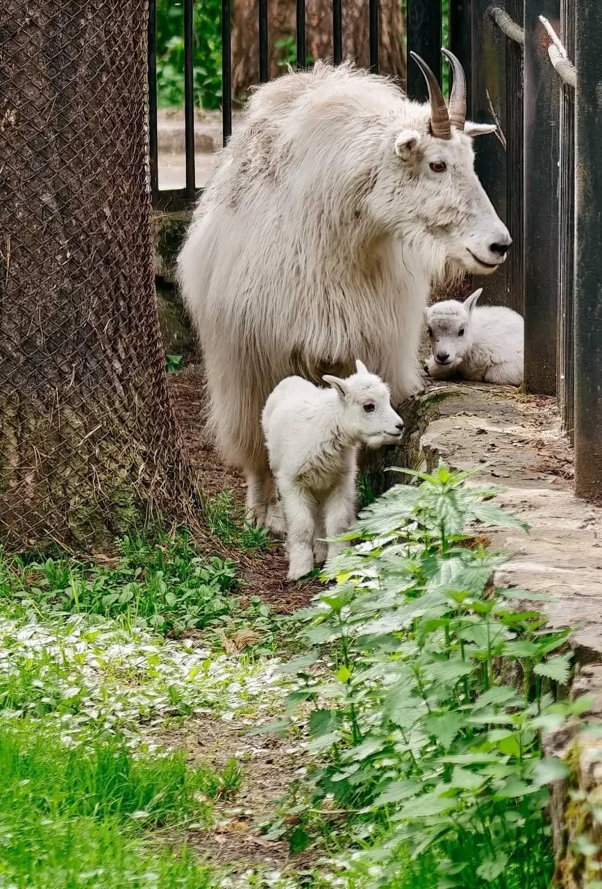 🐐 В Новосибирском зоопарке родились два снежных козлёнка