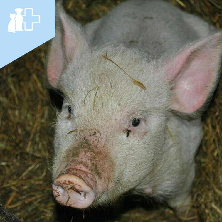 Интересный факт о свиньях.

🐷 Кто из нас не мечтал просто лежать и ни о чём не беспокоиться, как эт