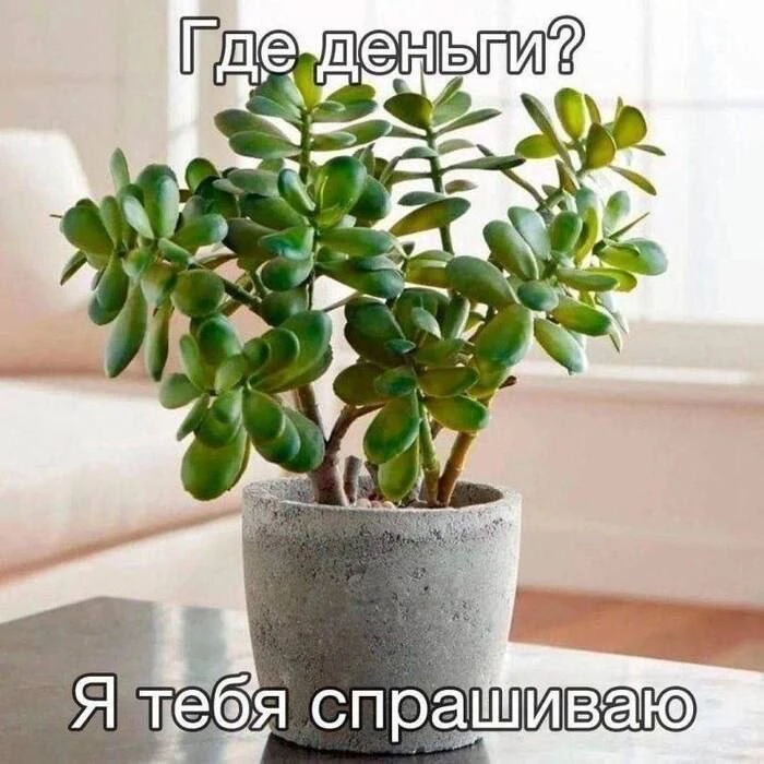 Кактус