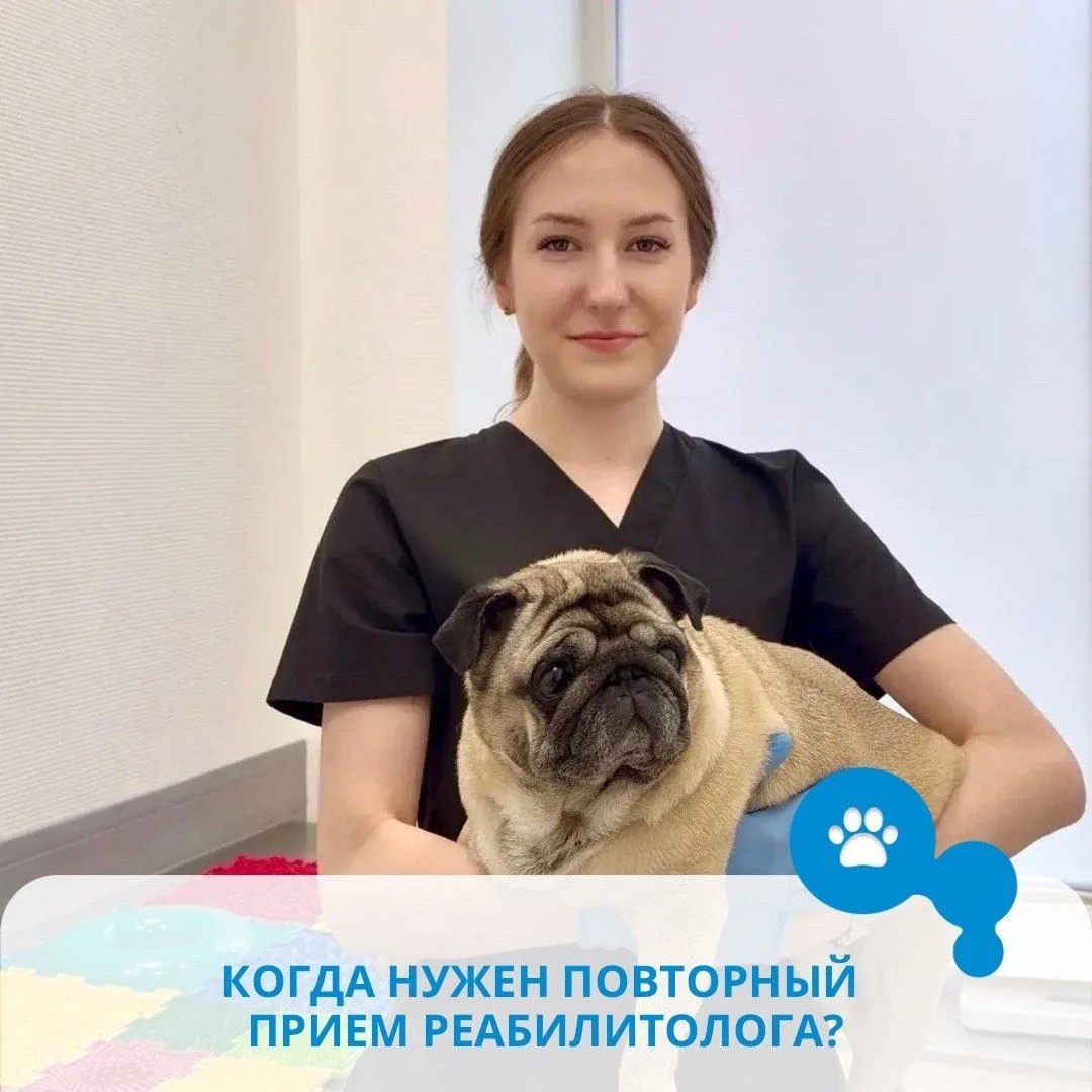КОГДА ПИТОМЦУ НУЖЕН ПОВТОРНЫЙ ПРИЕМ РЕАБИЛИТОЛОГА?