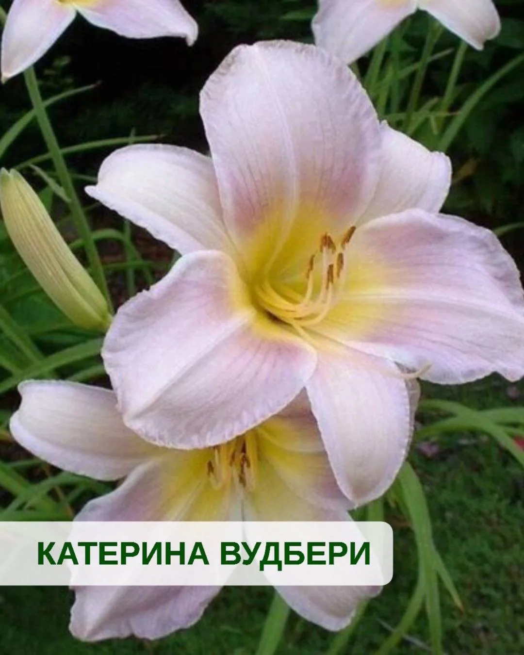 🌺 САД МЕЧТЫ: ЛИЛЕЙНИКИ, КОТОРЫЕ ЦВЕТУТ БЕЗ ПЕРЕРЫВА 🌺