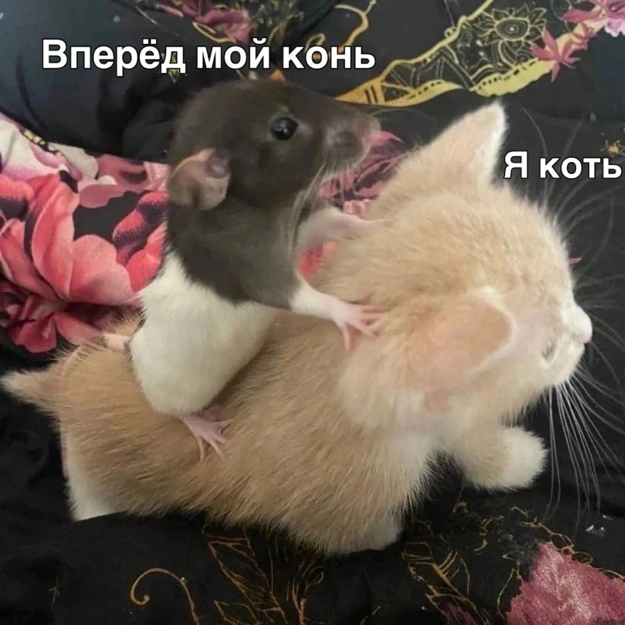 🐾 Котячий Бунт - Подписаться