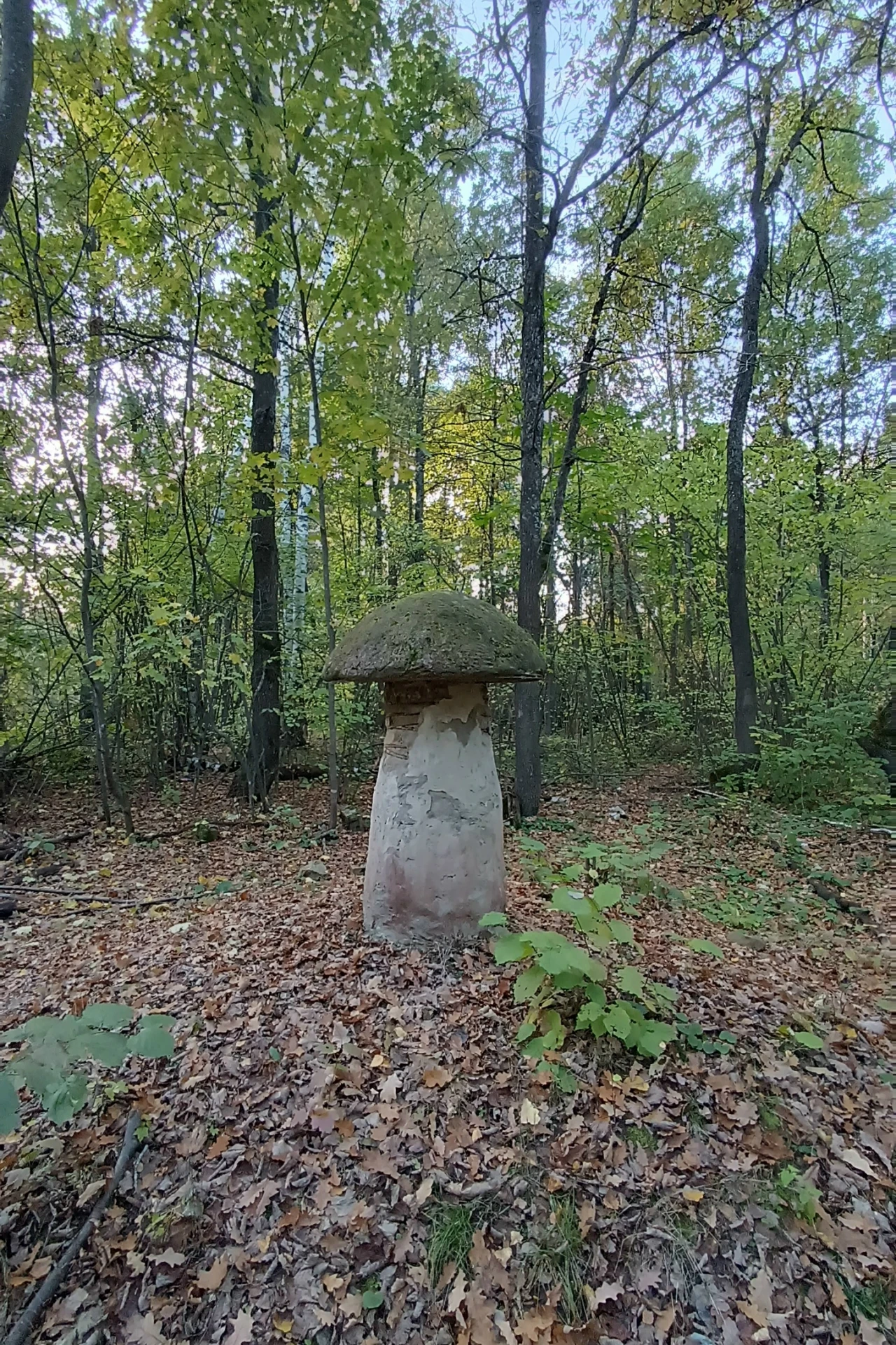 В Сасово, как утверждается, вырос каменный гриб.