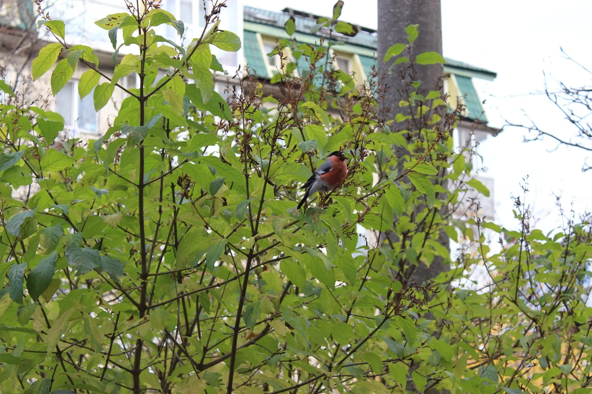В Архангельск уже снегири прилетели! 😮🐦
